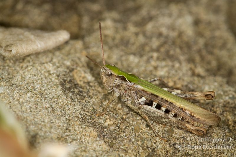 Chorthippus biguttulus ♀ - CH, AG, Obersiggenthal, 13.09.2013