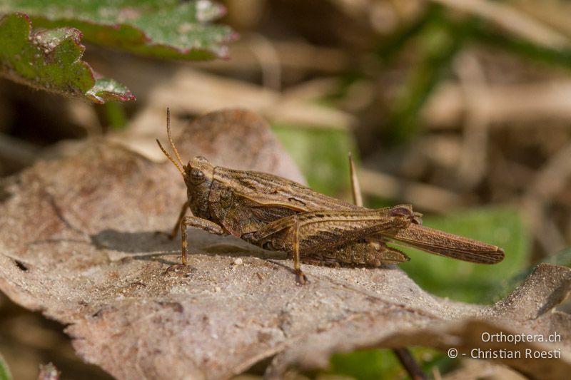 Tetrix subulata ♀ - CH, SH, Neunkirch, 13.04.2014