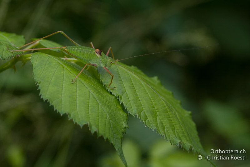 Poecilimon schmidti ♂ - SLO, Osrednjeslovenska, Ljubljana, Flughafen, ex situ, 15.07.2016