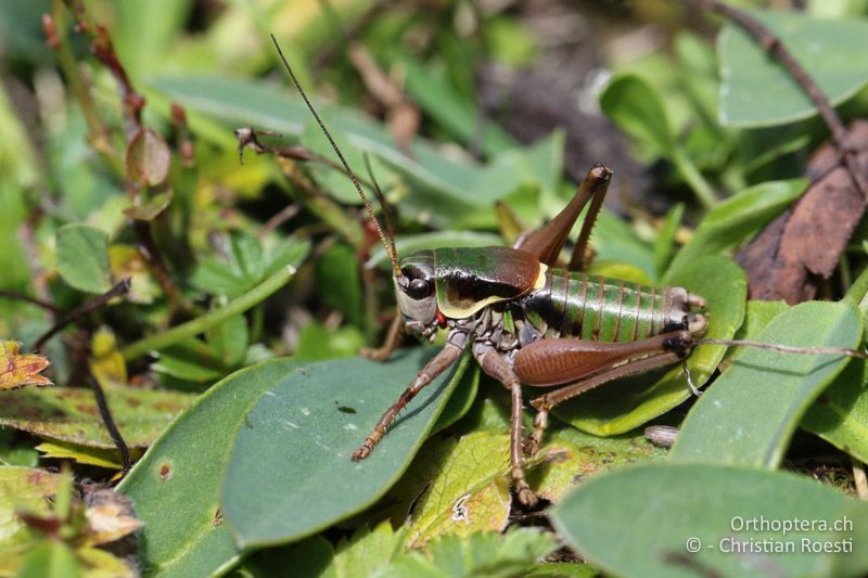 Anonconotus italoaustriacus ♂ - AT, Kärnten, Grossglockner Nationalpark, Heiligenblut, 21.09.2016