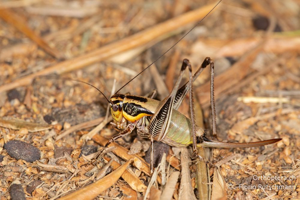 Eupholidoptera epirotica ♀ - GR, Westgriechenland, Anaktorio, 21.06.2024