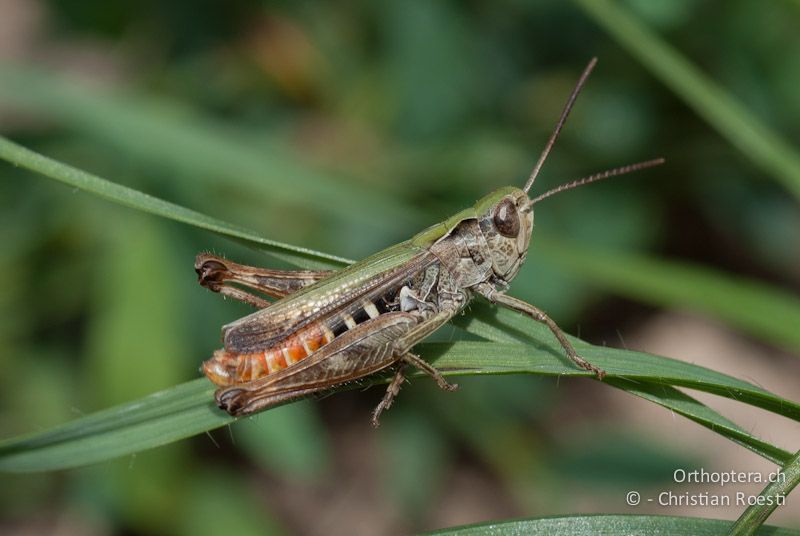 Omocestus haemorrhoidalis ♂, seltene, grüne Variante - CH, VS, Cambioula, 21.07.2008