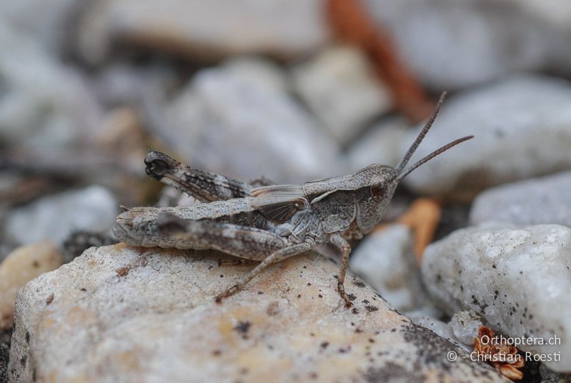 4. Larvenstadium von Chorthippus pullus ♂ - CH, VS, Salgesch, 02.06.2008