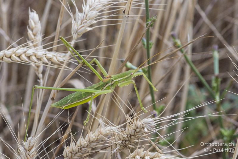 Saga campbelli - GR, Zentralmakedonien, Mt. Hortiatis, 04.07.2017