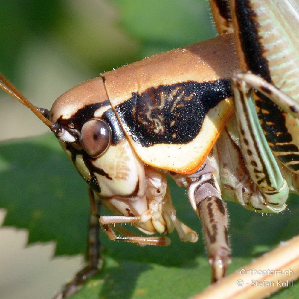 ♀ der Srauchschrecke Eupholidoptera smyrnensis - GR, Zentralmakedonien, Kerkini-See, 07.07.2013