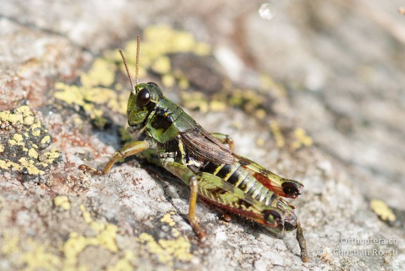 Bohemanella frigida ♂ - CH, TI, Gotthardpass, 21.08.2009