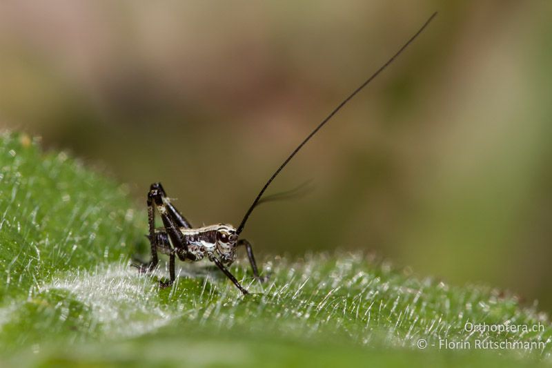 1. Larvenstadium von Antaxius pedestris ♂ - CH, TI, Mugena, 17.05.2012