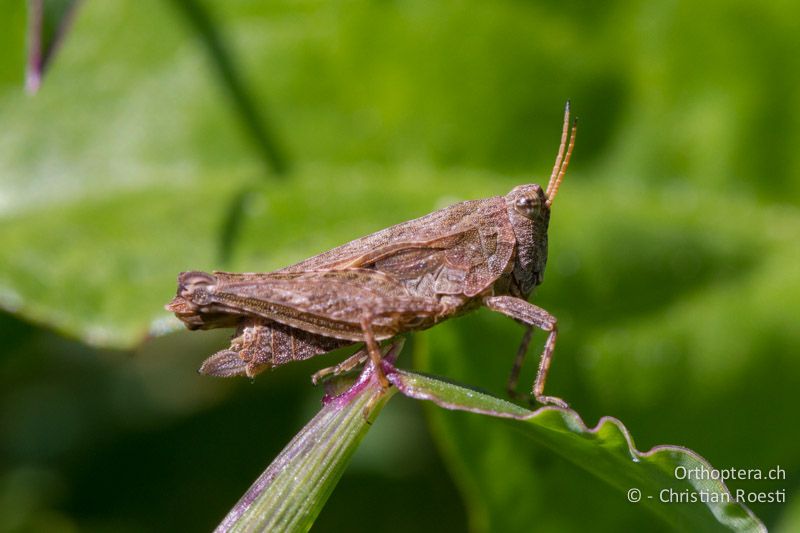 Kurzdorniges ♀ von Tetrix subulata - CH, TI, Isone, 04.09.2013