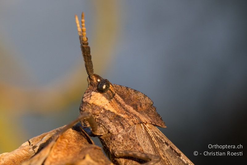 Pamphagid (Hoplolopha sp.) - SA, Limpopo, Tzaneen, Kurisa Moya Lodge, 06.01.2015