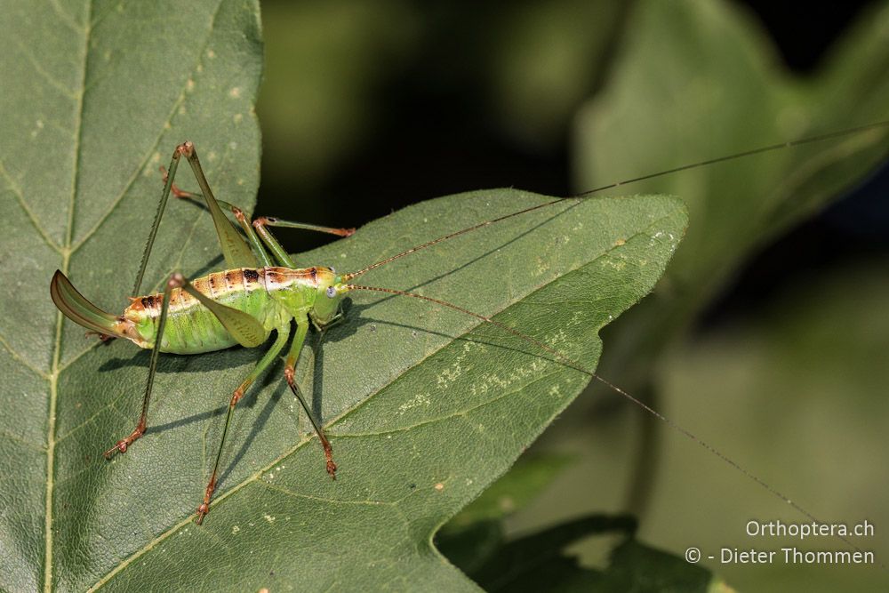 Andreiniimon nuptialis ♀ - HR, Istrien, Pazin, 21.07.2015