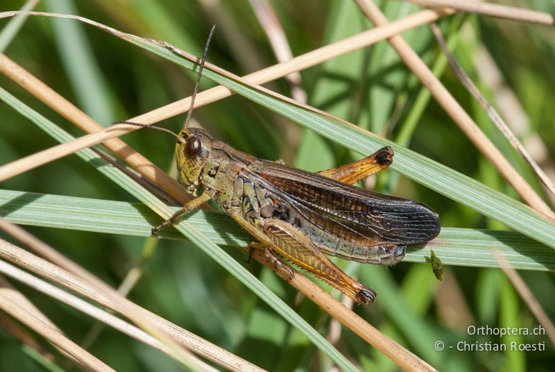 Stauroderus scalaris ♂. Charakteristisch sind die dunklen, breiten Flügel und die erweiterten Flügelfelder - CH, TI, Isone, 14.07.2008