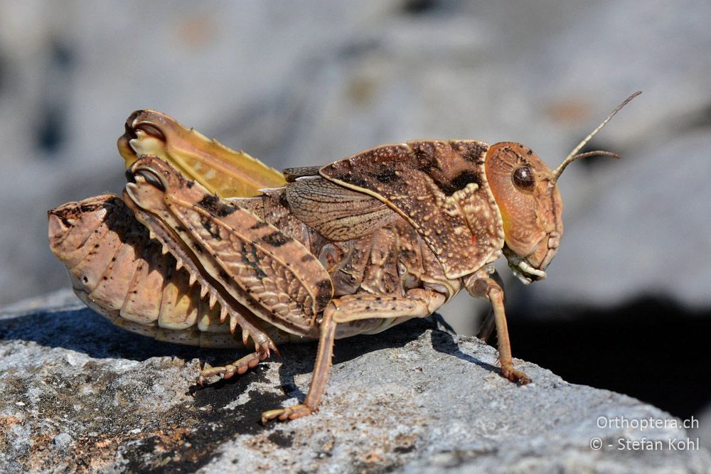 Prionotropis hystrix hystrix ♀ - HR, Istrien, Bokordići, 19.07.2015