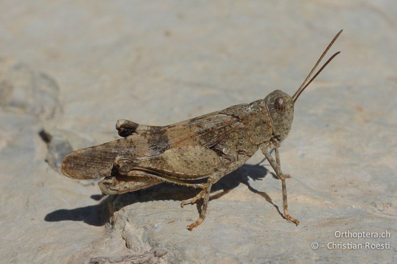 Oedipoda germanica ♂. Orangebraune Farbtönen sind selten bei Oedipoda germanica - FR, Hautes-Alpes, Gap, 03.09.2007