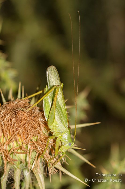 Tettigonia caudata ♂ - GR, Peloponnes, Spathovouni, 24.05.2013