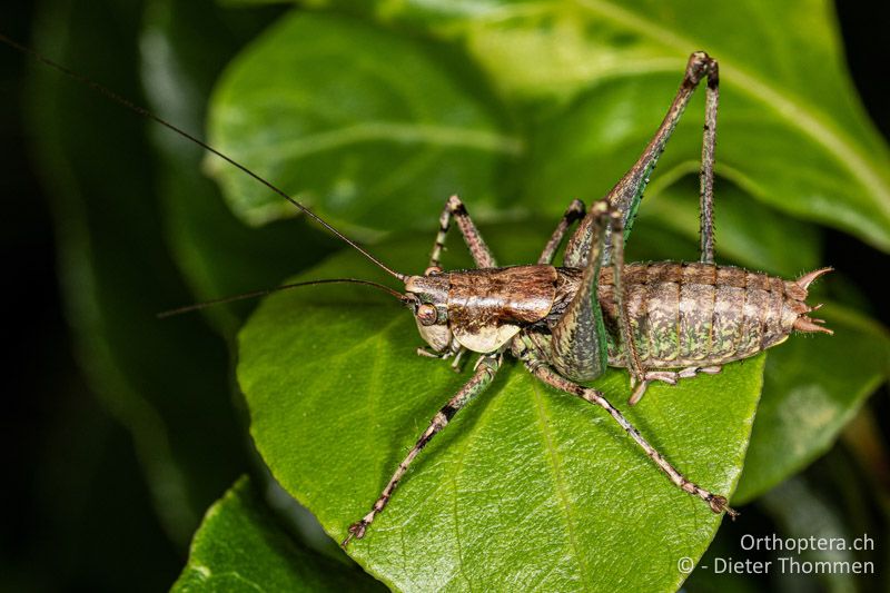 Rhacocleis annulata ♂ - CH, BS, Basel, 21.09.2020