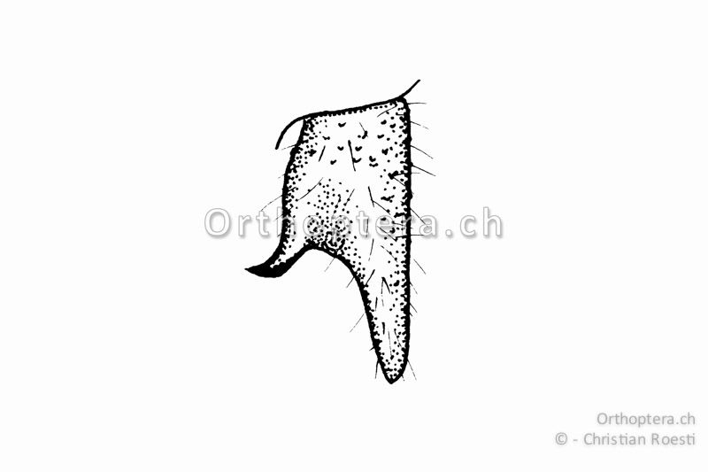 Rechter Cercus von Metrioptera saussuriana ♂. Er ist noch breiter als bei Metrioptera brachyptera. Der Innenzahn befindet sich in der Mitte. Ab dem Innenzahn wird der breite Cercus schmaler.