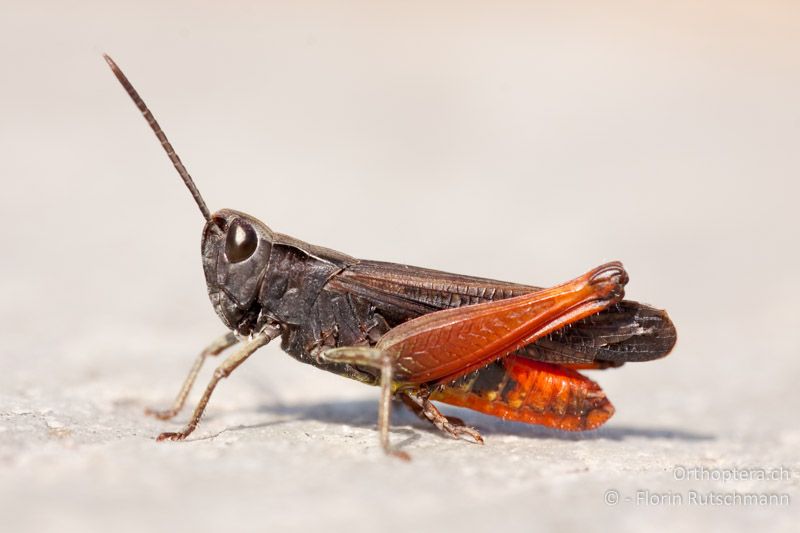 Omocestus rufipes ♂ - GR, Zentralmakedonien, Methoni, 11.06.2009