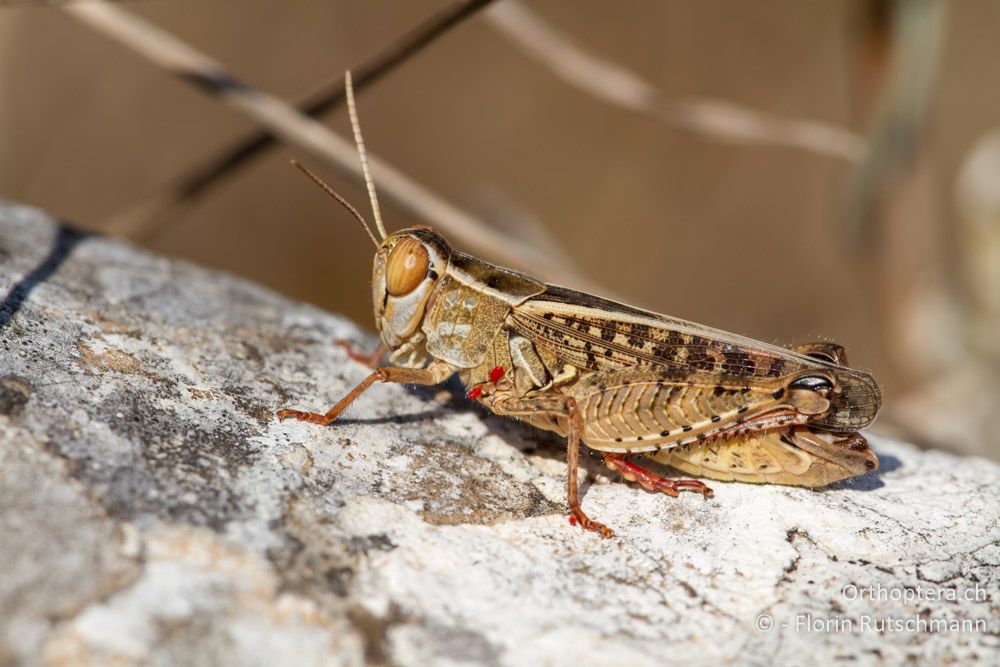 Italienische Schönschrecke (Calliptamus italicus) - Westlich von Paramythia, 11.07.2011