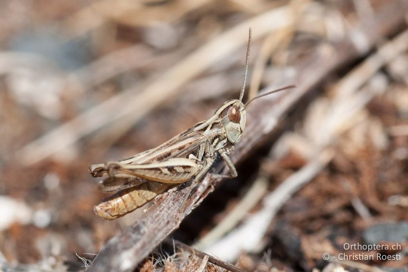 Omocestus petraeus ♂ - FR, Pyrénées-Orientales, Osseja, 13.08.2009