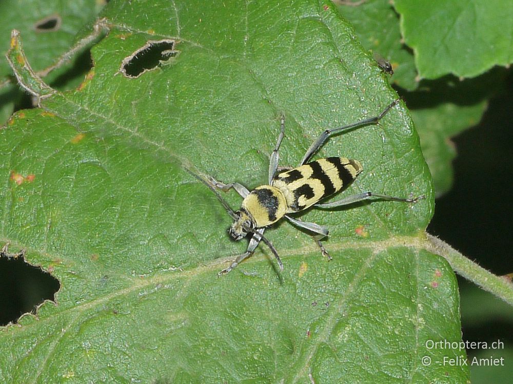 Variabler oder Veränderlicher Widderbock (Chlorophorus varius) - GR, Zentralmakedonien, Kerkini-See, 08.07.2013