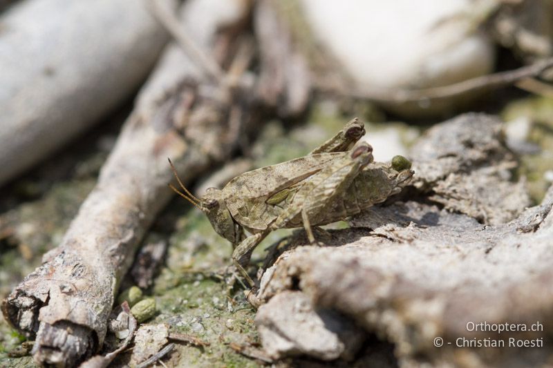 Tetrix tenuicornis ♀ - IT, Friaul-Julisch Venetien, Spilimbergo, 29.05.2014