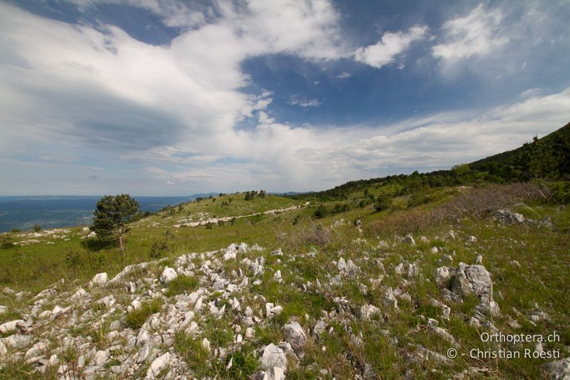 Karstlandschaft am Fusse des Vojaks - HR, Primorje-Gorski, Učka, 01.06.2014