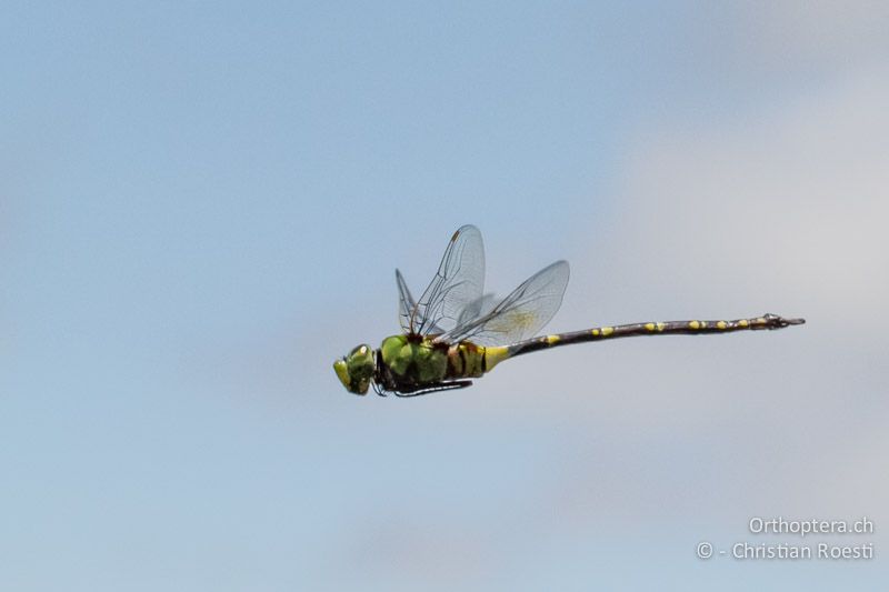 Anax tristis, Black Emperor ♂ - SA, Limpopo, Nylsvlei Nature Reserve, Dinonyane Lodge, 31.12.2014