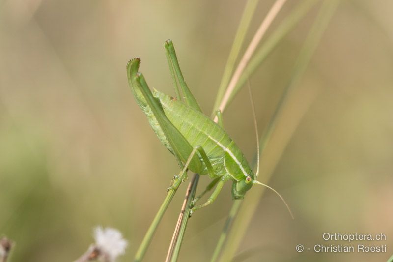 Poecilimon elegans ♀ - HR, Istrien, Vela Učka, 20.07.2015