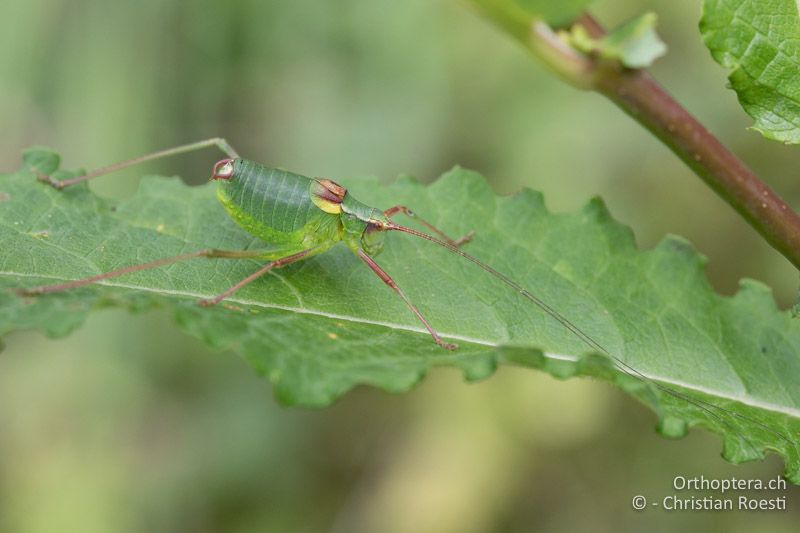 Barbitistes serricauda ♂ - CH, BE, Stechelberg, 23.07.2018