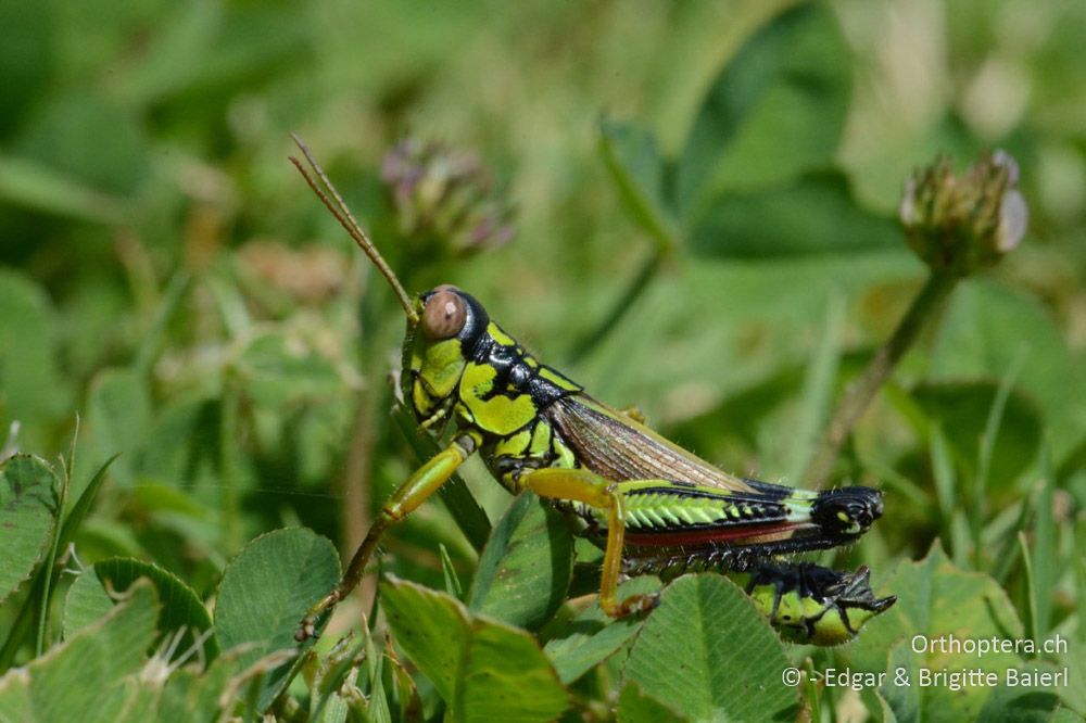 Miramella irena ♂ - HR, Istrien, Sveti Petar u Šumi, 23.06.2016