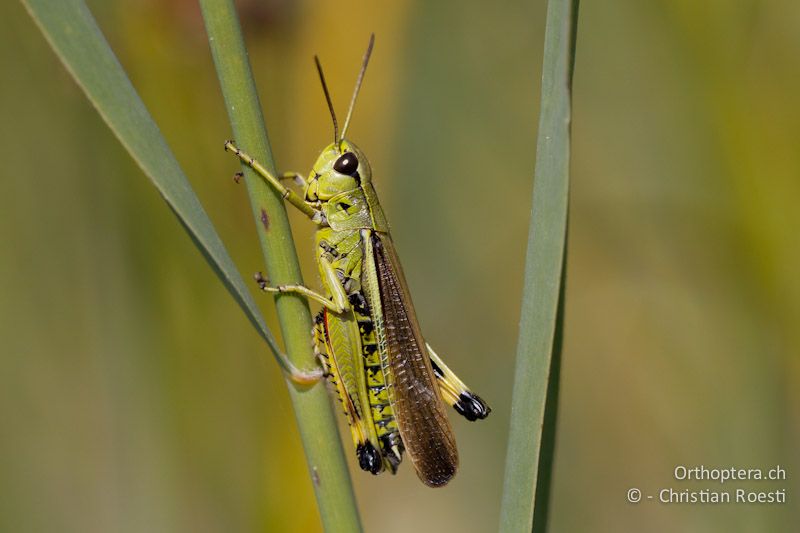 Stethophyma grossum ♂ - CH, VD, Cudrefin, 06.09.2013