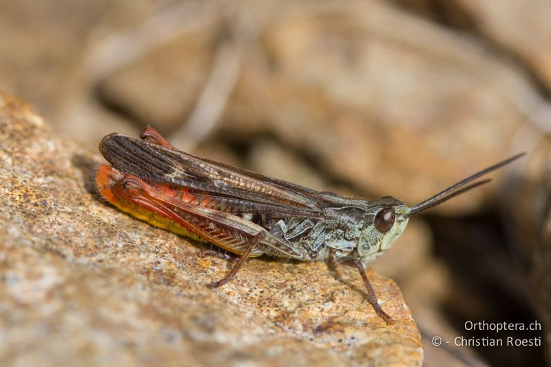 Chorthippus eisentrauti ♂ - CH, TI, Mt. Lema, 12.10.2011