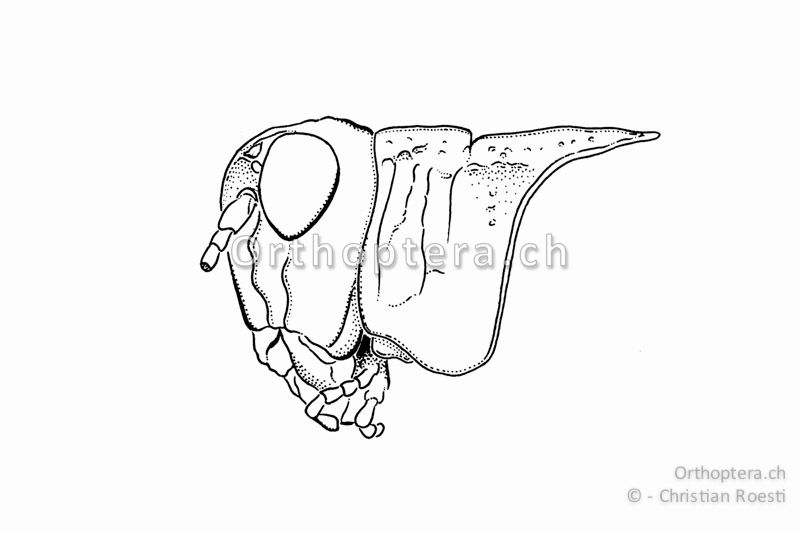 Kopf und Halsschild von Oedipoda germanica ♂. Der Kopfgipfel bildet einen rechtwinkligen oder stumpfen Winkel.