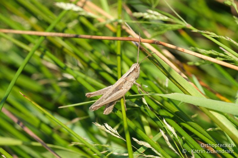 Östlicher Wiesengrashüpfer (Chorthippus dichrous), Männchen