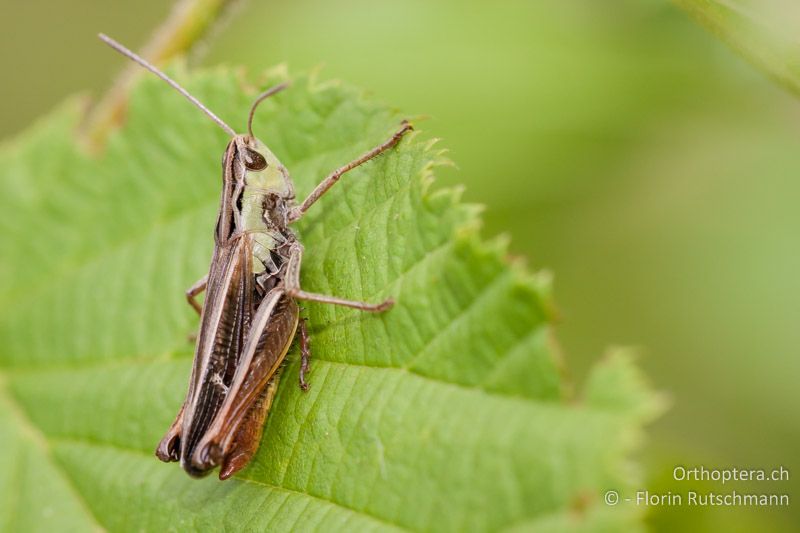 Stenobothrus lineatus ♂ - CH, SH, Merishausen, 04.06.2011