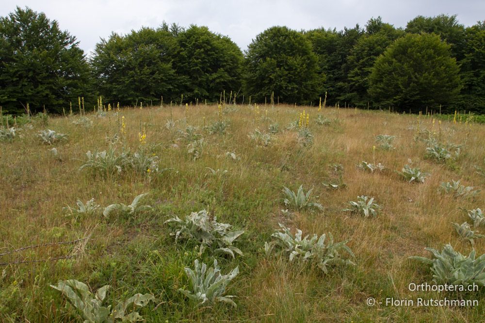 Landschaft im Vernon-Gebirge - GR, Westmakedonien, Mt. Vernon, 10.07.2013