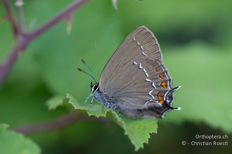 Brauner Eichen-Zipfelfalter (Satyrium ilicis) - HR, Istrien, Brovinje, 12.06.2014