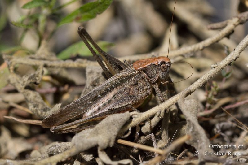 Beissschrecke Platycleis sabulosa ♂ - FR, Port-Saint-Louis-du-Rhône, 09.07.2014