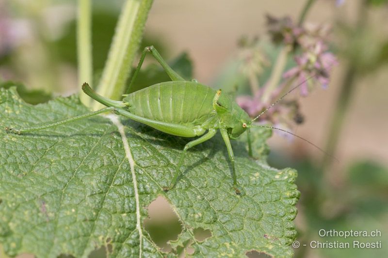 Poecilimon ornatus ♀ - HR, Istrien, Račja Vas, Dol, 24.07.2015