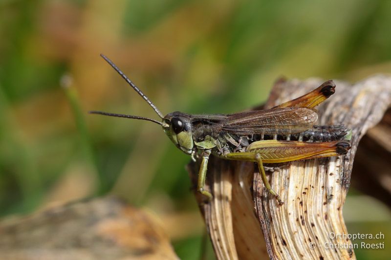 Chorthippus alticola ♂ - SLO, Goriška, Tolmin, Mt. Vogel, 19.09.2016