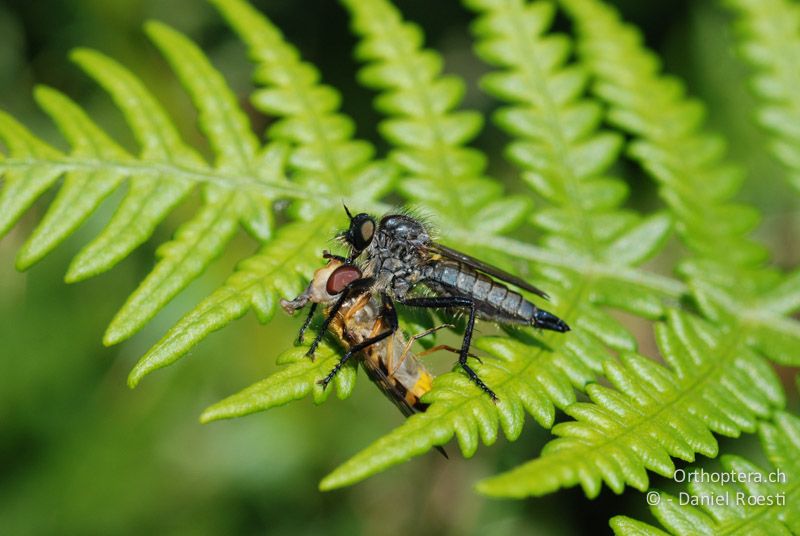 Raubfliege saugt Schwebefliege aus - GR, Westmakedonien, Mt. Vernon, 10.07.2013