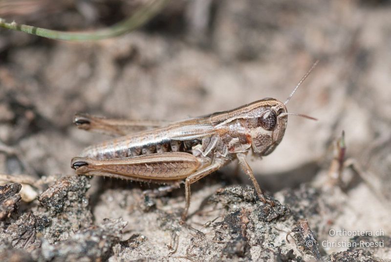 Stenobothrus crassipes ♀ - AT, Niederösterreich, Ebergassing, 28.06.2008