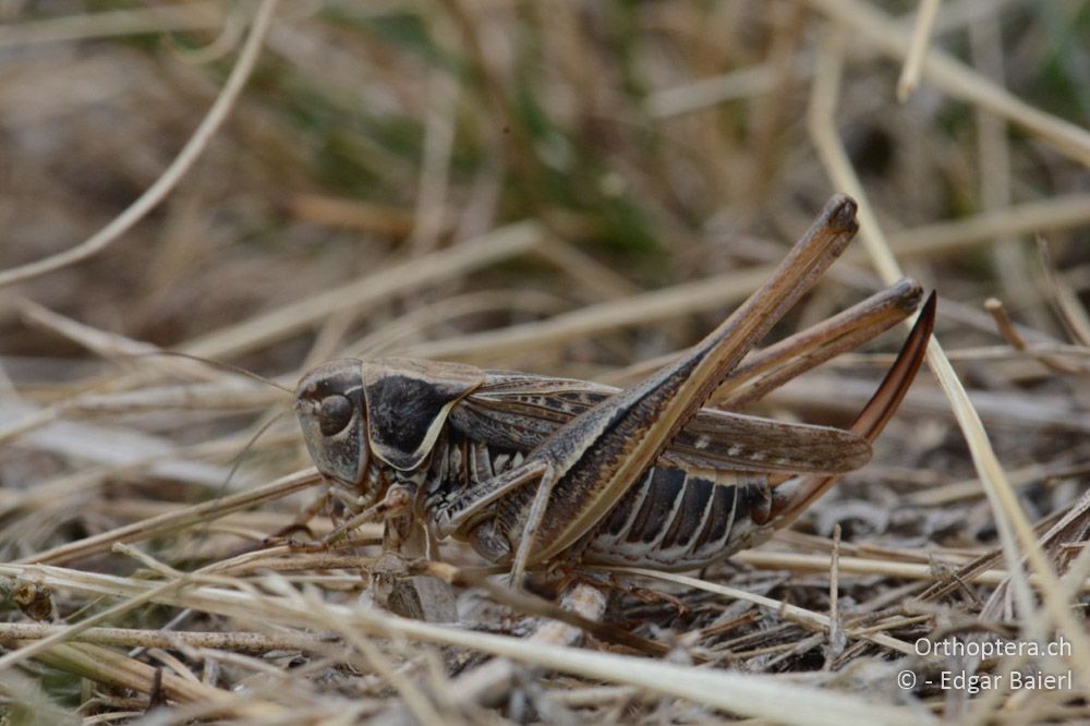 Montana montana ♀ - AT, Niederösterreich, Ebergassing, 08.07.2018