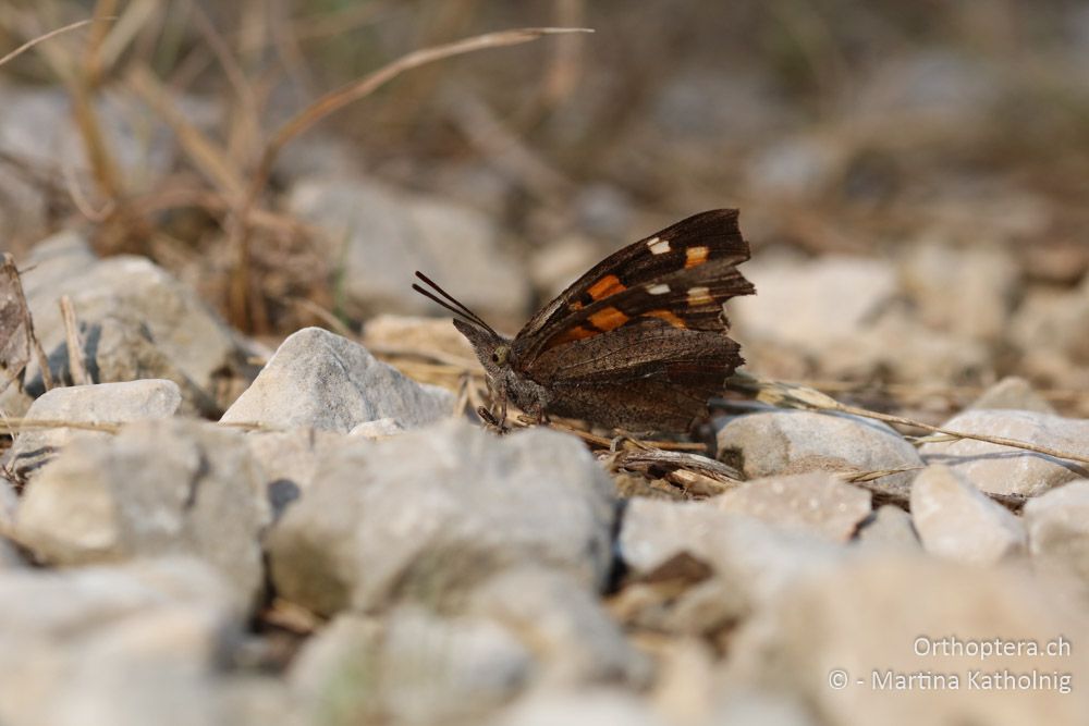 Zürgelbaum-Schnauzenfalter (Libythea celtis) - HR, Istrien, Račja Vas, Dol, 24.07.2015