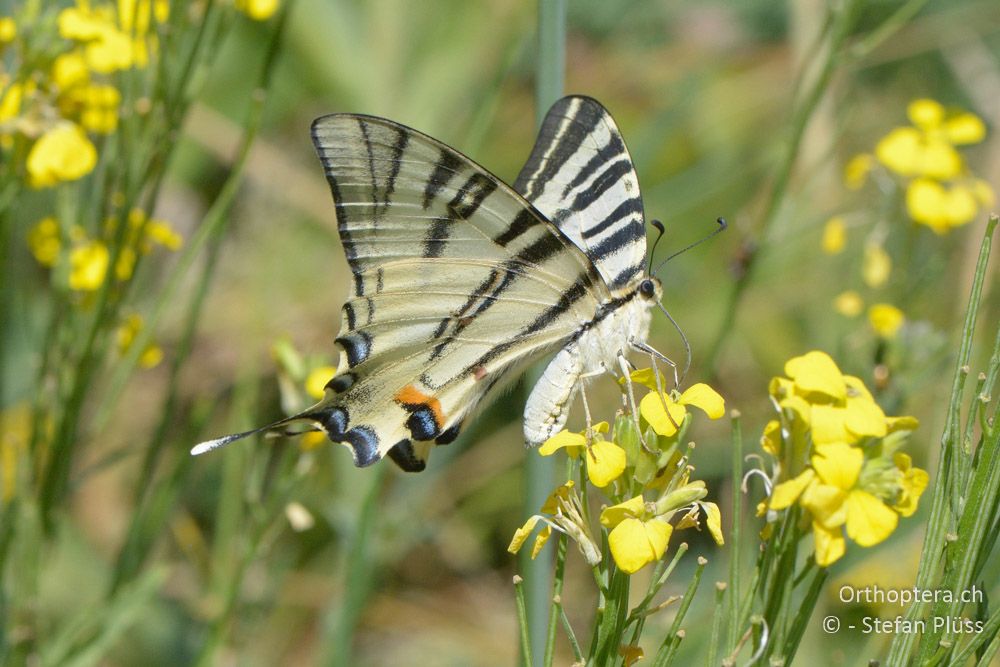 Iphiclides podalirius - HR, Istrien, Mala Učka, 21.07.2015