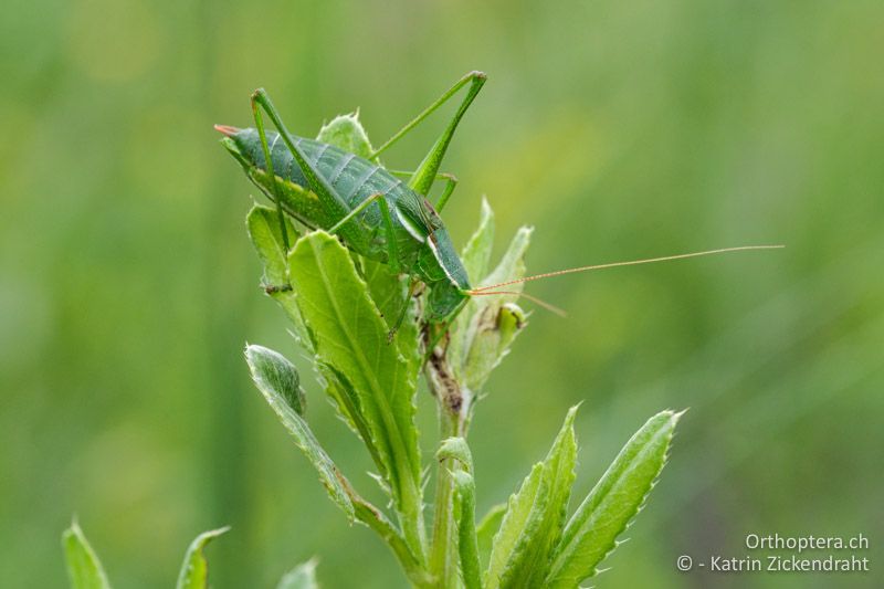 Plumpschrecke Isophya rectipennis, Männchen