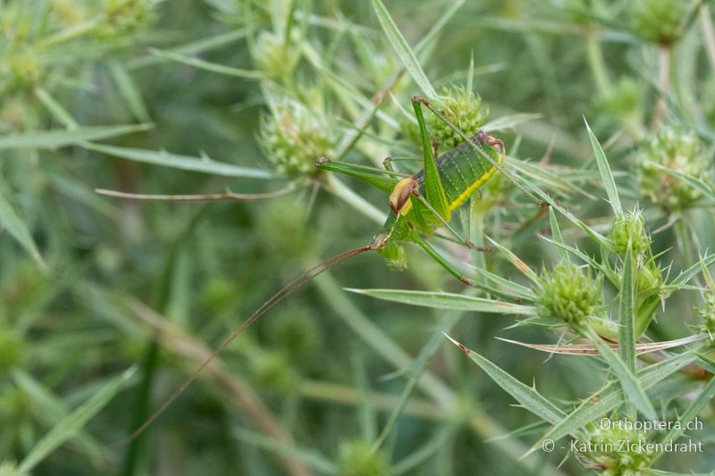 Ancistrura nigrovittata ♂ - BG, Plowdiw, Belovitsa, 10.07.2018