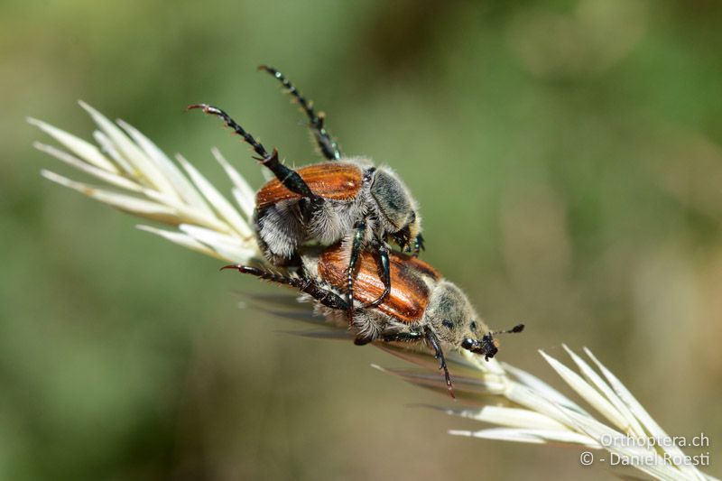 Paarung von Chaetopteroplia segetum (Blatthornkäfer) - GR, Zentralmakedonien, Mt. Vrondous, Skistation, 09.07.2017