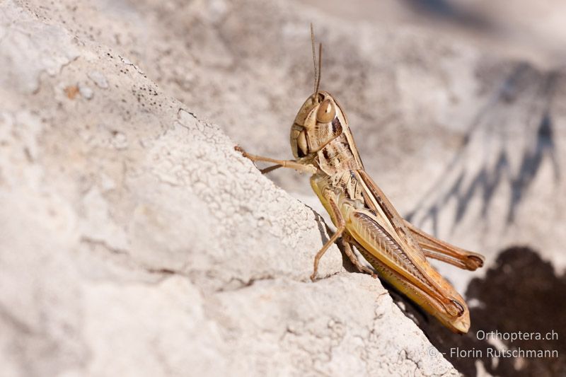 Euchorthippus declivus ♀ - HR, Istrien, Brovinje, 20.07.2011