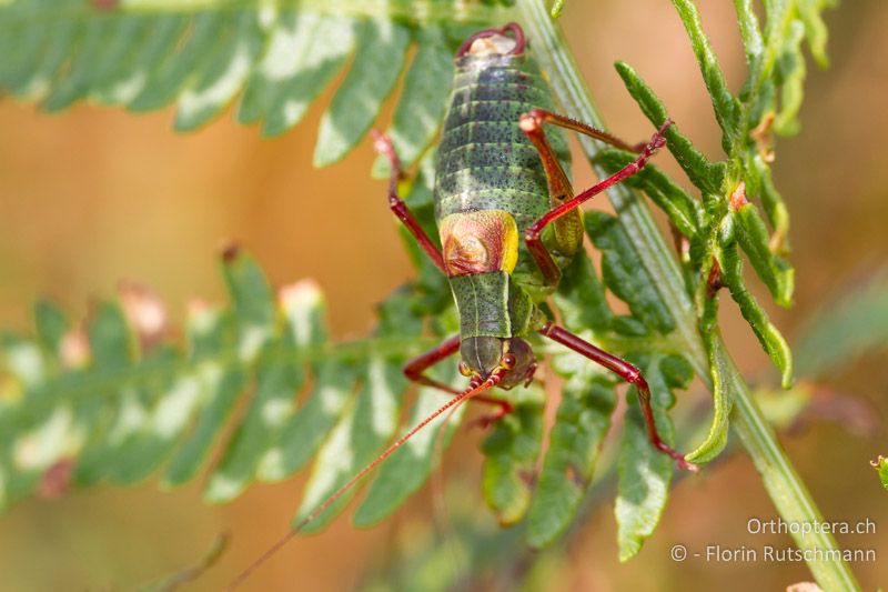 Barbitistes obtusus ♂ - CH, TI, Mugena, 11.08.2011